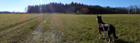 Einmal wie ein Schäferhund fühlen: Schafpanorama mit Luis