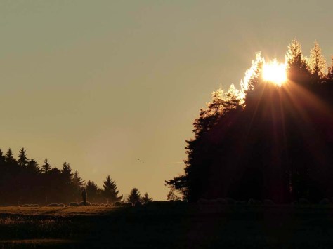 Schäfers Abendstündchen