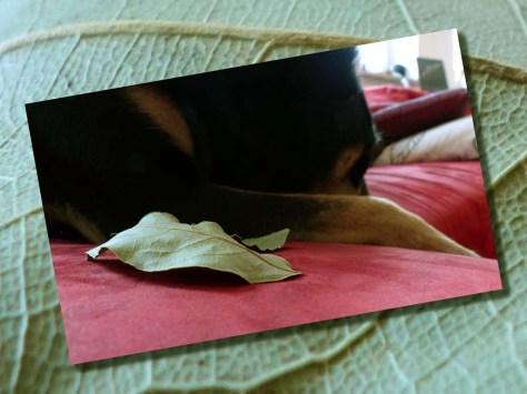 Lorbeer macht schlau: Müde Beine auf fremden Lorbeeren ausruhen