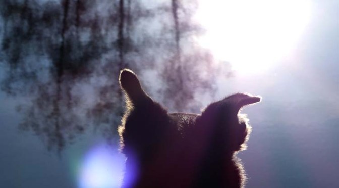 Luis‘ Jahresrückblick 2015, Teil 2