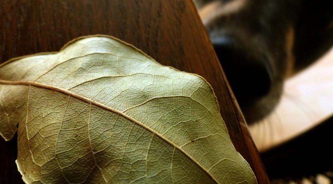 Lorbeer für Körper, Geist und Hund