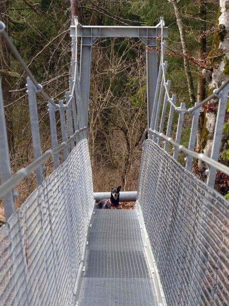 Oberhohenberg-Hangebrucke-mit-Hund