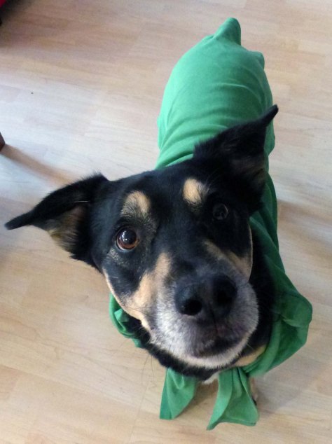 Wolf-Nachfolger-unterstützt-Grün