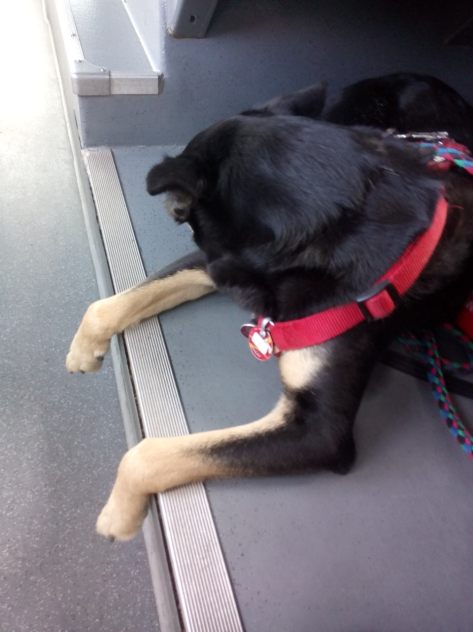 IMG_20160419_180844.jpg image