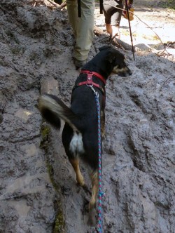 Querweg-5-Schlammlawine-in-Wutachschlucht