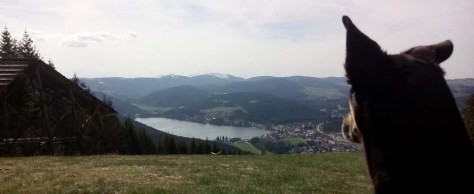 Querweg-6-Titiseeblick-mit-Hund