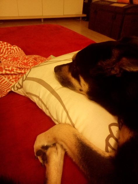 IMG_20160513_201135.jpg image