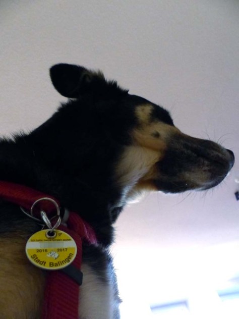 Keine-grüne-Plakette-für-Balingen