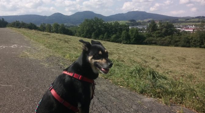 Fundstück: Irre, die Bälle!