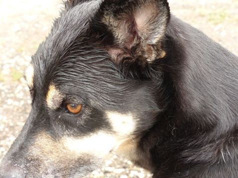 Sieger im Wet Dog Contest