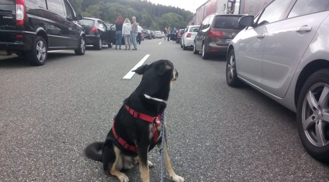 Gassigehen auf der Autobahn