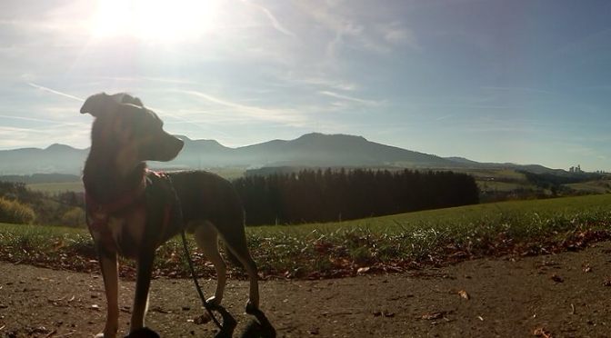 Ohne Worte: Luis-o-rama mit Albtrauf