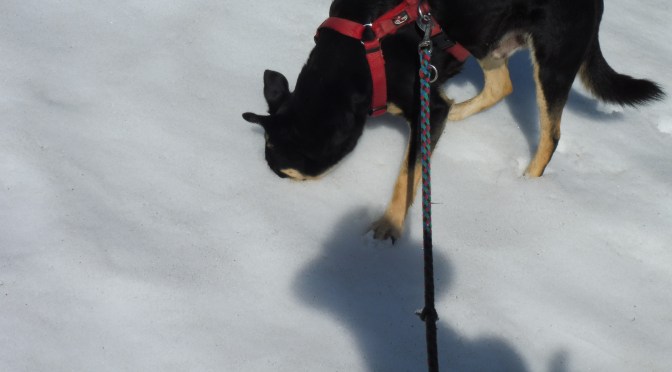 Luis‘ Jahresrückblick 2017, Teil 1