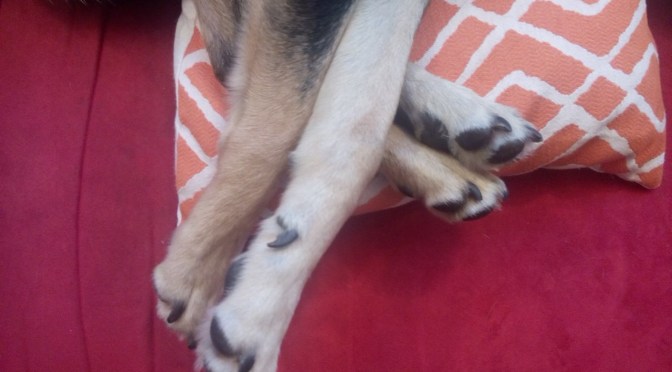 Auch für Hunde: Ordnung muss sein…