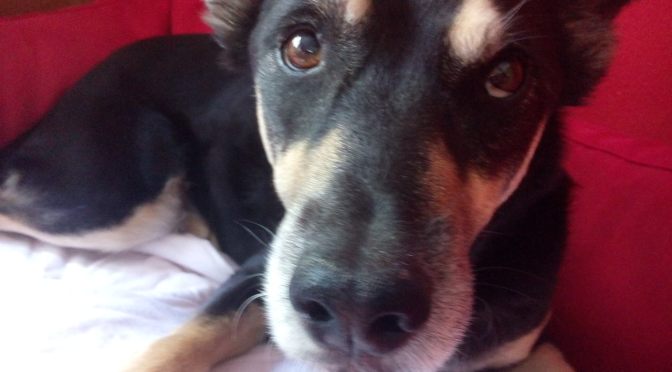 Demnächst: Bali-Pliezi