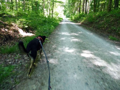 Balingen-Pliezhausen-03-52