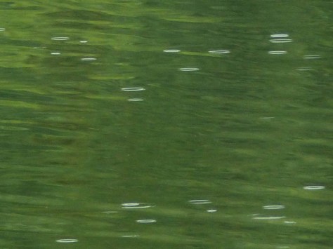 Felsquellweg-Oberdigisheim-02