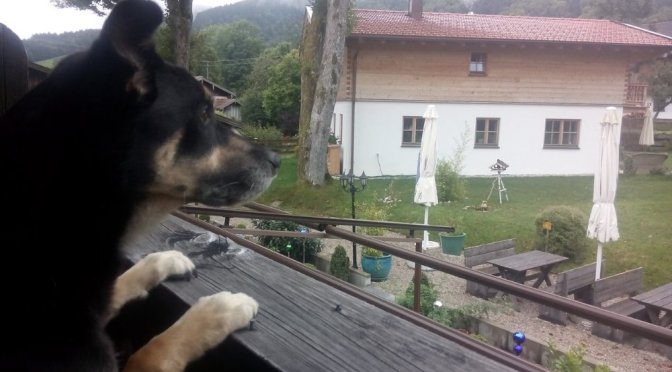 Alpenüberquerung mit Hund: Die Anreise