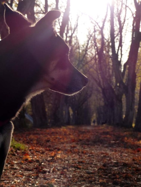 Balingen-Heuberg-Herbst-01