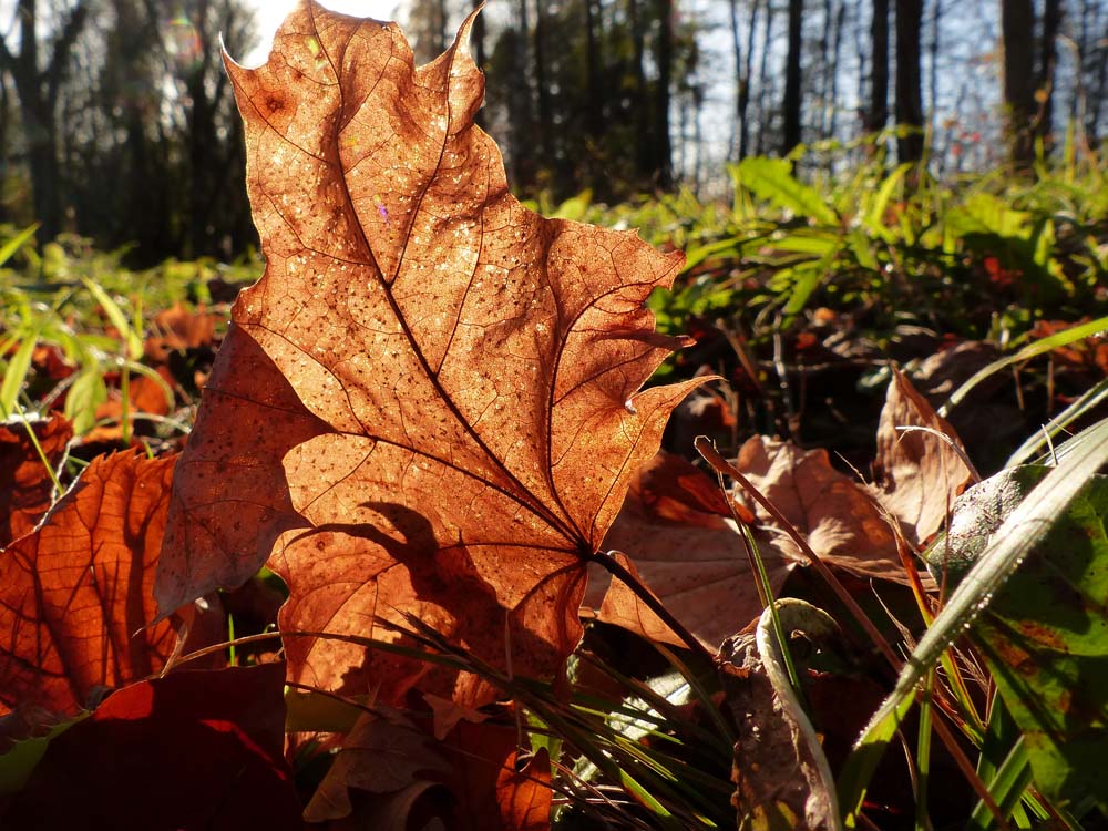 Balingen-Heuberg-Herbst-03