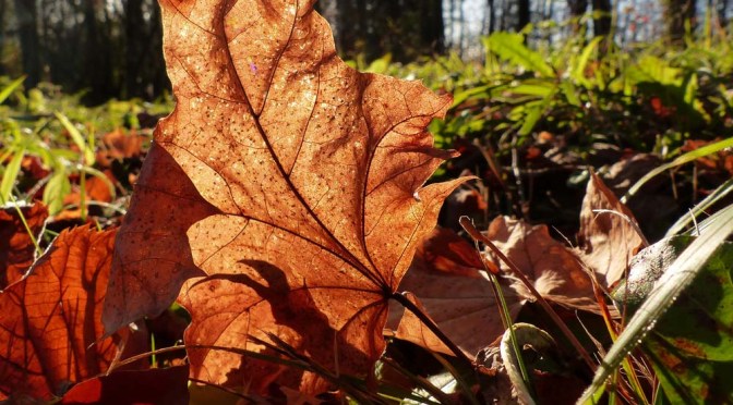 Balingen: Herbst, Hund & Heuberg