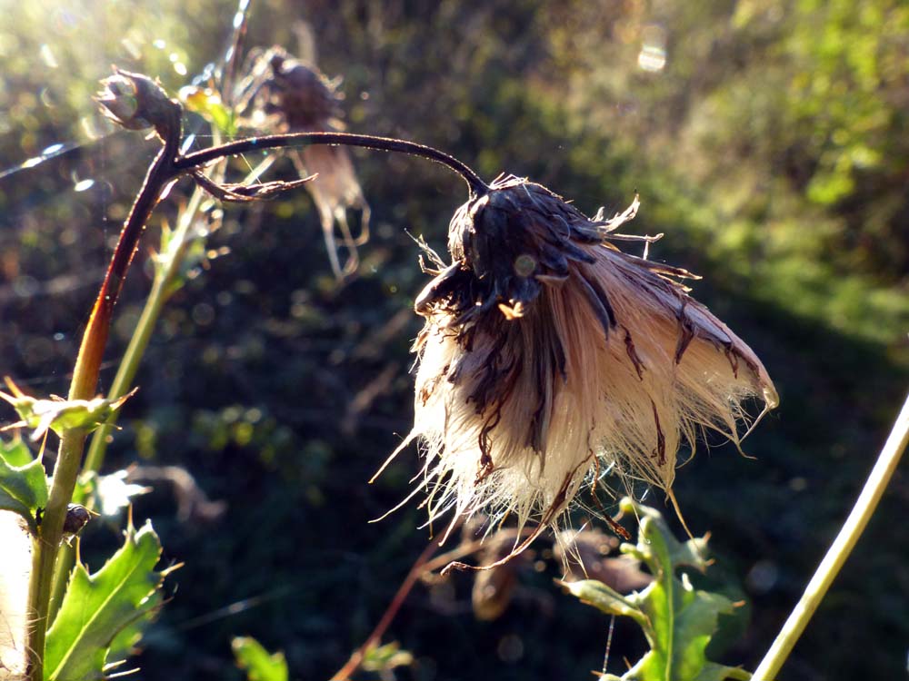 Balingen-Heuberg-Herbst-09