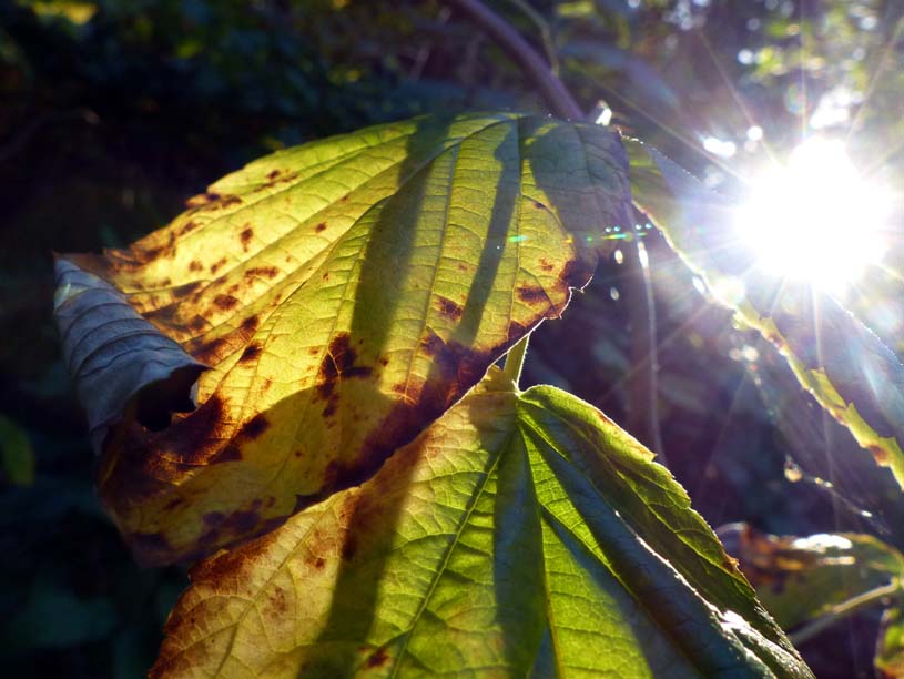 Balingen-Heuberg-Herbst-10