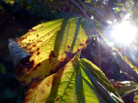 Balingen-Heuberg-Herbst-10