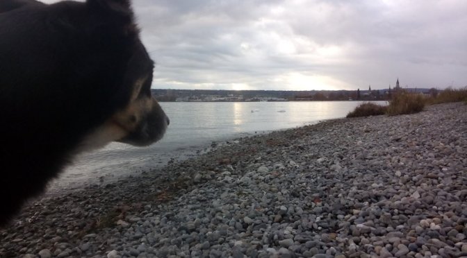 +++ Breaking News +++ Habemus Constantia +++