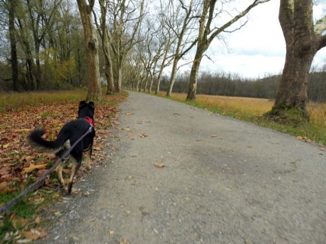 Schwarzwald-Querweg-Liggeringen-KN-24