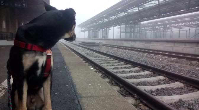 Die Schlusspointe: Echte Tickets für Fake-Verbindung