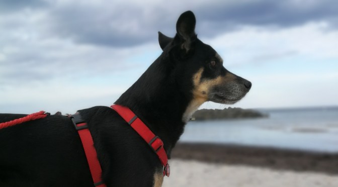 Nach Kalifornien mit Hund? Nur auf dem Landweg!