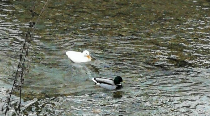 Willkommen im Jahr der weißen Ente