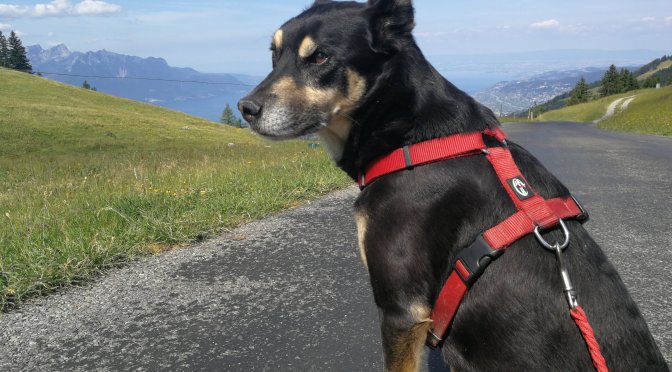 Via Jacobi 2019 II-5: Allieres — Col de Jaman — Montreux