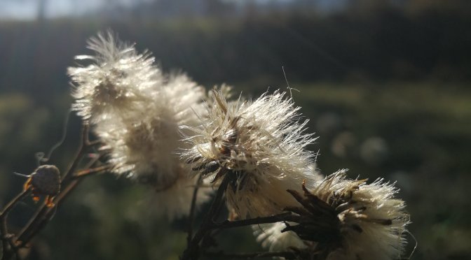 Premiumwandern mit Hund: Firstwaldrunde Mössingen