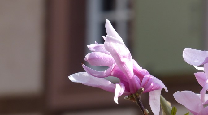 Elsass mit Hund 2: Ingersheim – Turckheim – Ingersheim