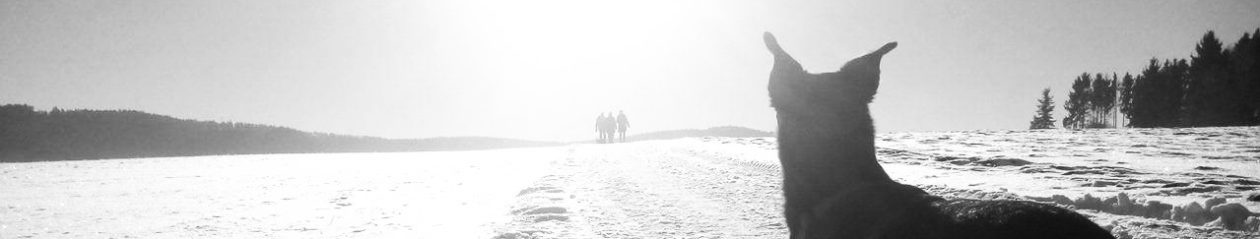 Luis@L&R: Unterwegs mit Hund